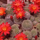 Rebutia krainziana JL-053.jpg